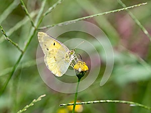 Eastern pale clouded yellow butterfly small flower 1