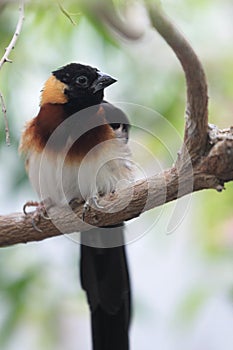 Eastern paradise whydah