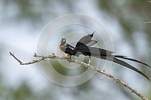 Eastern Paradise-Whydah in Kruger National park, South Africa