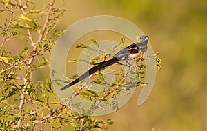 An Eastern Paradise Wydhah in breeding plumage photo