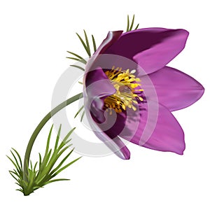 Eastern pasqueflower