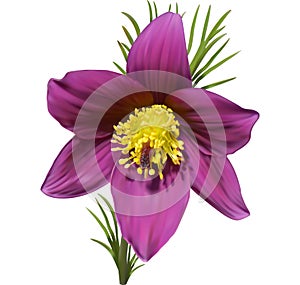 Eastern pasqueflower