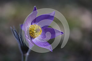 Eastern pasqueflower