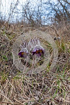 Eastern pasqueflower, cutleaf anemone - Pulsatilla patens - blooming in spring among the grass .