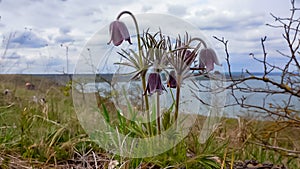 Eastern pasqueflower, cutleaf anemone (Pulsatilla patens) blooming in spring among the grass