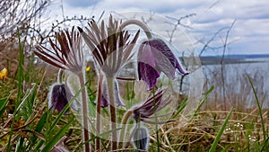 Eastern pasqueflower, cutleaf anemone (Pulsatilla patens) blooming in spring among the grass