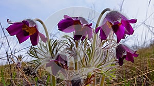 Eastern pasqueflower, cutleaf anemone (Pulsatilla patens) blooming in spring among the grass