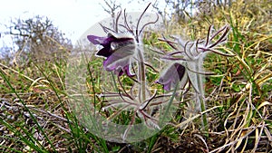 Eastern pasqueflower, cutleaf anemone Pulsatilla patens blooming in spring among the grass in the wild, Ukraine