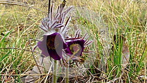 Eastern pasqueflower, cutleaf anemone Pulsatilla patens blooming in spring among the grass in the wild, Ukraine