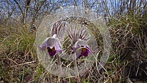 Eastern pasqueflower, cutleaf anemone Pulsatilla patens blooming in spring among the grass in the wild, Ukraine