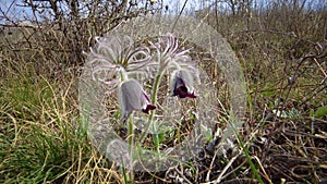 Eastern pasqueflower, cutleaf anemone Pulsatilla patens blooming in spring among the grass in the wild, Ukraine