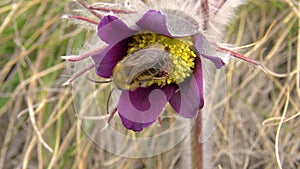 Eastern pasqueflower, cutleaf anemone Pulsatilla patens blooming in spring among the grass in the wild, Ukraine