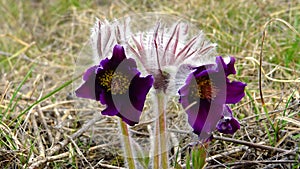 Eastern pasqueflower, cutleaf anemone Pulsatilla patens blooming in spring among the grass in the wild, Ukraine
