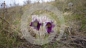 Eastern pasqueflower, cutleaf anemone Pulsatilla patens blooming in spring among the grass in the wild, Ukraine