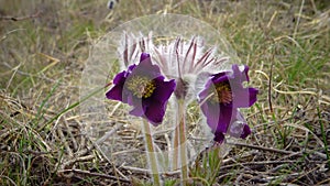 Eastern pasqueflower, cutleaf anemone Pulsatilla patens blooming in spring among the grass in the wild, Ukraine