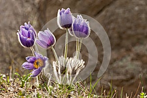 Eastern pasqueflower flowers