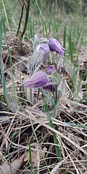 Eastern pasqueflower in the forest