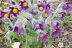 Eastern pasqueflower