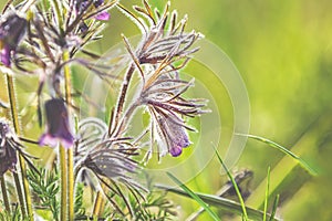 Eastern pasqueflower, prairie crocus, cutleaf anemone with water drops