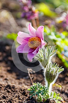 Eastern pasqueflower Pulsatilla patens, also known as prairie crocus, cutleaf anemone, rock lily