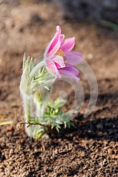 Eastern pasqueflower Pulsatilla patens, also known as prairie crocus, cutleaf anemone, rock lily