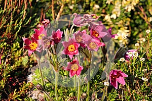 Eastern Pasqueflower, or Pulsatilla patens flowers in a garden