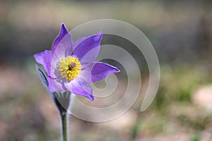 Eastern pasqueflower