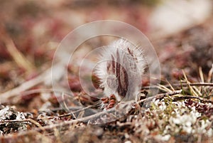 Eastern pasqueflower