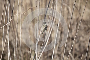 Eastern Phoebe