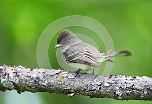 Eastern Phoebe