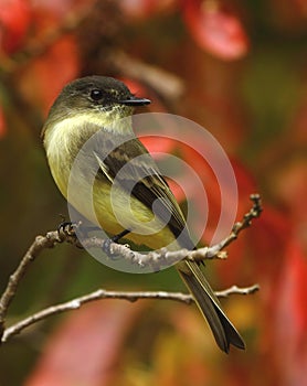 Eastern Phoebe