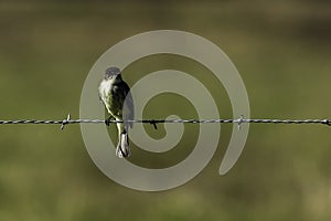 Eastern Phoebe on Barbed Wire
