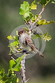 Eastern Phoebe bird resting on a tree branch