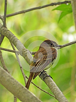 Eastern Phoebe female leaves nest to hunt for insects