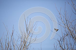Eastern Phoebe in Flight