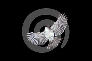 The eastern phoebe flying.