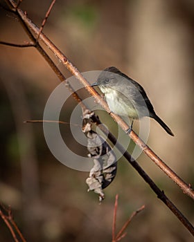 Eastern Phoebe at Hatchie national wildlife refuge in Tennessee