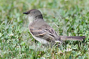 Eastern Phoebe (Sayornis phoebe)