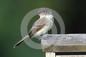 Eastern Phoebe (Sayornis phoebe)