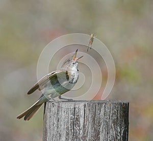 Eastern phoebe (Sayornis phoebe) with a brown winter grasshopper (Amblytropidia mysteca), tossing in air