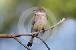 Eastern Phoebe (Sayornis phoebe)
