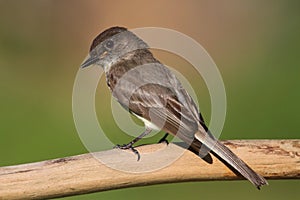 Eastern Phoebe (Sayornis phoebe)