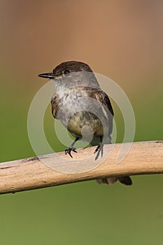 Eastern Phoebe (Sayornis phoebe)