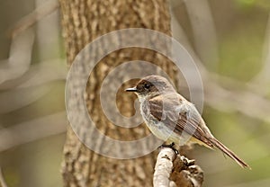 Eastern Phoebe, Sayornis phoebe