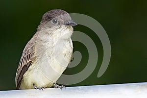 Eastern Phoebe
