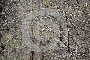Eastern Phoebe Taking Flight