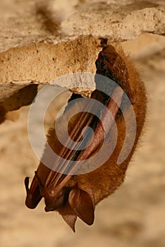 Eastern Pipistrelle Bat Closeup