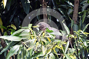 Eastern plaintain eater, Uganda