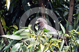 Eastern plaintain eater, Uganda