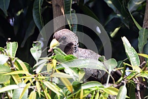 Eastern plaintain eater, Uganda